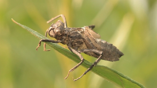Dragonfly empty shuck Dragonfly empty shuck