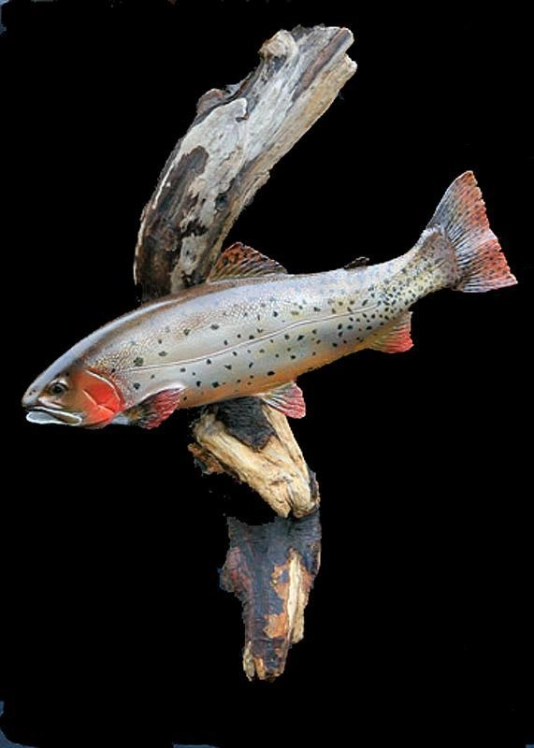 Cutthroat trout Cutthroat trout