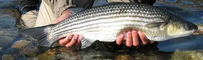 Holding the fish Holding the fish