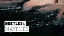 Video thumb for Beetles & Mayflies