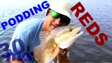 Video thumb for Redfish on shrimp patterns