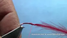 Video thumb for Blood Midge Pupa