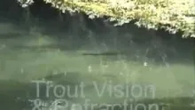 Video thumb for Trout vision and refraction