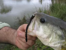 User submitted picture: Worms for bass