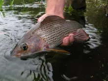 User submitted picture: Oktober grayling taken on...