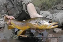 User submitted picture: Big Brown trout taken in ...