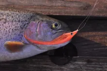 User submitted picture: chick to chick