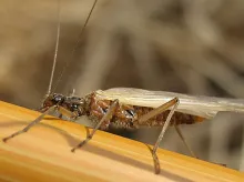 User submitted picture: February red (stonefly, T...