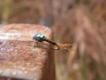 User submitted picture: Biot Emerger taken fall d...