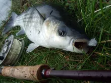 User submitted picture: Mugil on fly