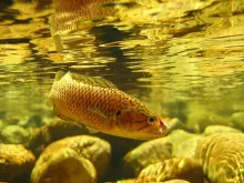 User submitted picture: Cape Kurper (Sandelia cap...