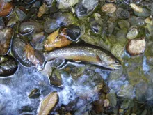 User submitted picture: Mountain stream jewel