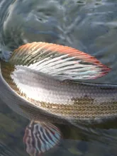 User submitted picture: thymalus flag ! by www.gu...