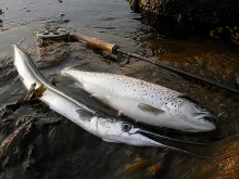 User submitted picture: Fish og the Spring