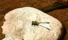 User submitted picture: Libelula,  Matapiojos..