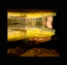 User submitted picture: > FEROX <