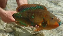 User submitted picture: Queen Parrotfish, a truly...