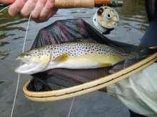 User submitted picture: A nice fish caught on my ...