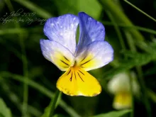 User submitted picture: Alpine Flora