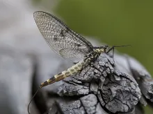 User submitted picture: Danica Spinner