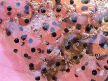 User submitted picture: Where's the bacon?