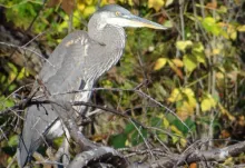 User submitted picture: Heron "The River Keeper....