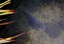 User submitted picture: Fat NZ Salmon