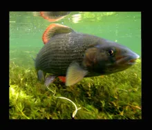 User submitted picture: ...beauty