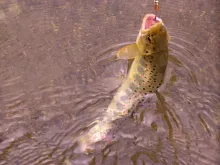 User submitted picture: Beautiful fish