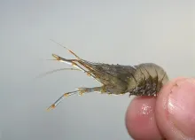 User submitted picture: Fresh Danish Seatrout foo...