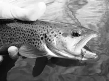 User submitted picture: Winter Brown B/W