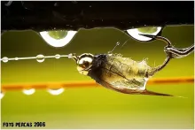 User submitted picture: ...caddis pupa after the ...