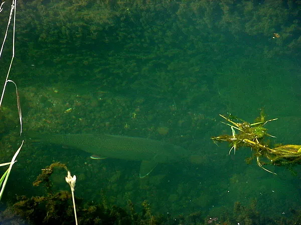 User submitted picture:  Big Splake.