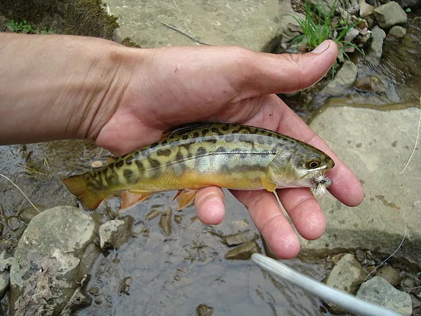 User submitted picture: CAUGHT FISHING FOR NATIVE...