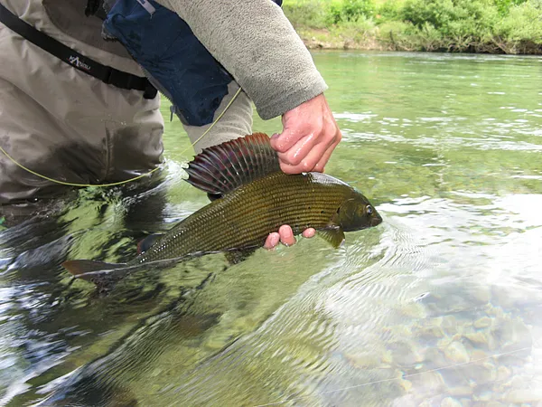 User submitted picture: What a fin !