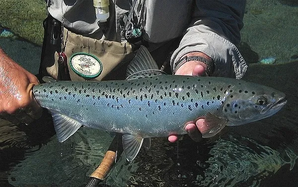 User submitted picture: Wild Landlocked Salmon (S...