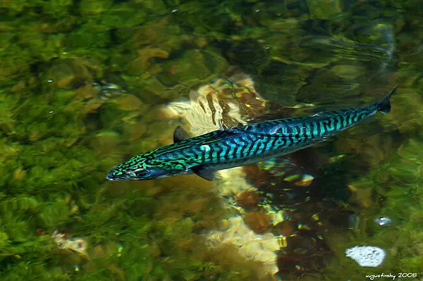 User submitted picture: Mackerel...Isle Smola, No...