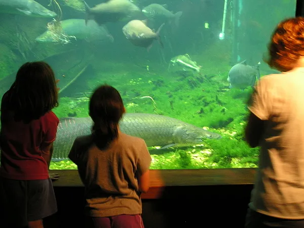 User submitted picture: Arapaima and black pacu a...