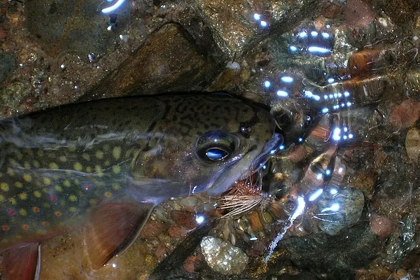 User submitted picture: A Small Stream Wild Brook...